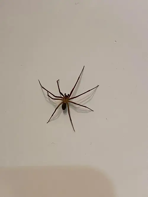 Essential Oils To Repel Spiders 1