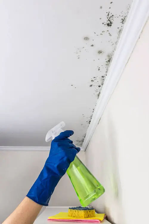 bathroom mold cleaning