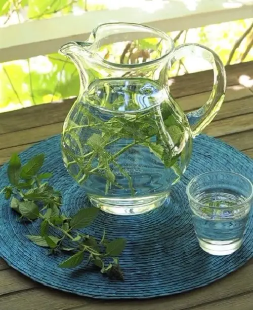 Why Everyone is Adding Mint to Their Morning Water- The Results are Amazing 1