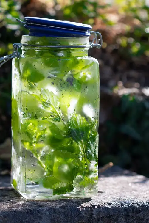 How To Make Mint Water