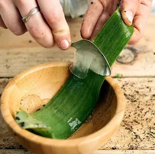 Aloe Vera Juice