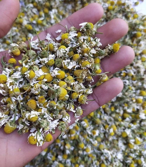 Chamomile Flowers