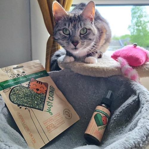 Catnip Herb